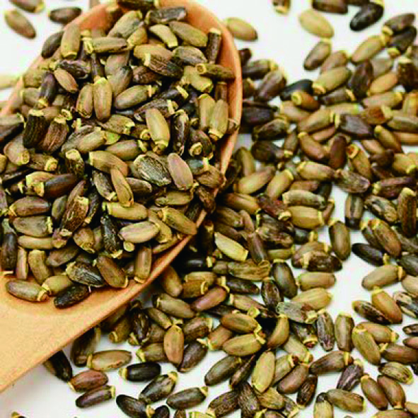 特別講座 緑の薬箱 あなたの肝臓大丈夫 Sbc